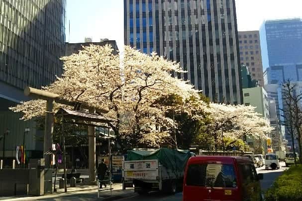 石井優香さんのインスタグラム写真 - (石井優香Instagram)「. . 実は先週#引越 で、 ちょっとバタバタしていました(^^;) ． １年前、仕事の拠点が東京になりましたが、 自宅は初の神奈川県だったので 神奈川の魅力を 少しずつ知っていったところでしたが、 つい先月、3月半ばに 急に#引っ越し が決まりました😅🏠 まさか１年で#転居 になるとは(^^;) ８年ぶりに#東京都民 になりました＊ . そんな引っ越しの前日、 #クライアント さんと #お仕事 の#打ち合わせ ＊ 写真1枚目は、 打ち合わせに向かう途中で見た #虎の門#金刀比羅宮 前の #桜 です🌸 . #東京#虎ノ門 #銀座線#虎ノ門駅 #虎ノ門金刀比羅宮 ． 2枚目は、 その打ち合わせ後に ひとりで会場下見に行ったときの写真＊ #ロビー に#八重桜 があり、 スタッフさんが1枚撮ってくださいました😊 まだ#つぼみ #本番 の日には#花開く のかな😊 #スーツ#パンツスーツ#セットアップ #ネイビー . #司会#mc#フリーアナウンサー #転勤族の妻#転妻 #東京の魅力を伝え隊」4月10日 18時23分 - ishii_yuuka