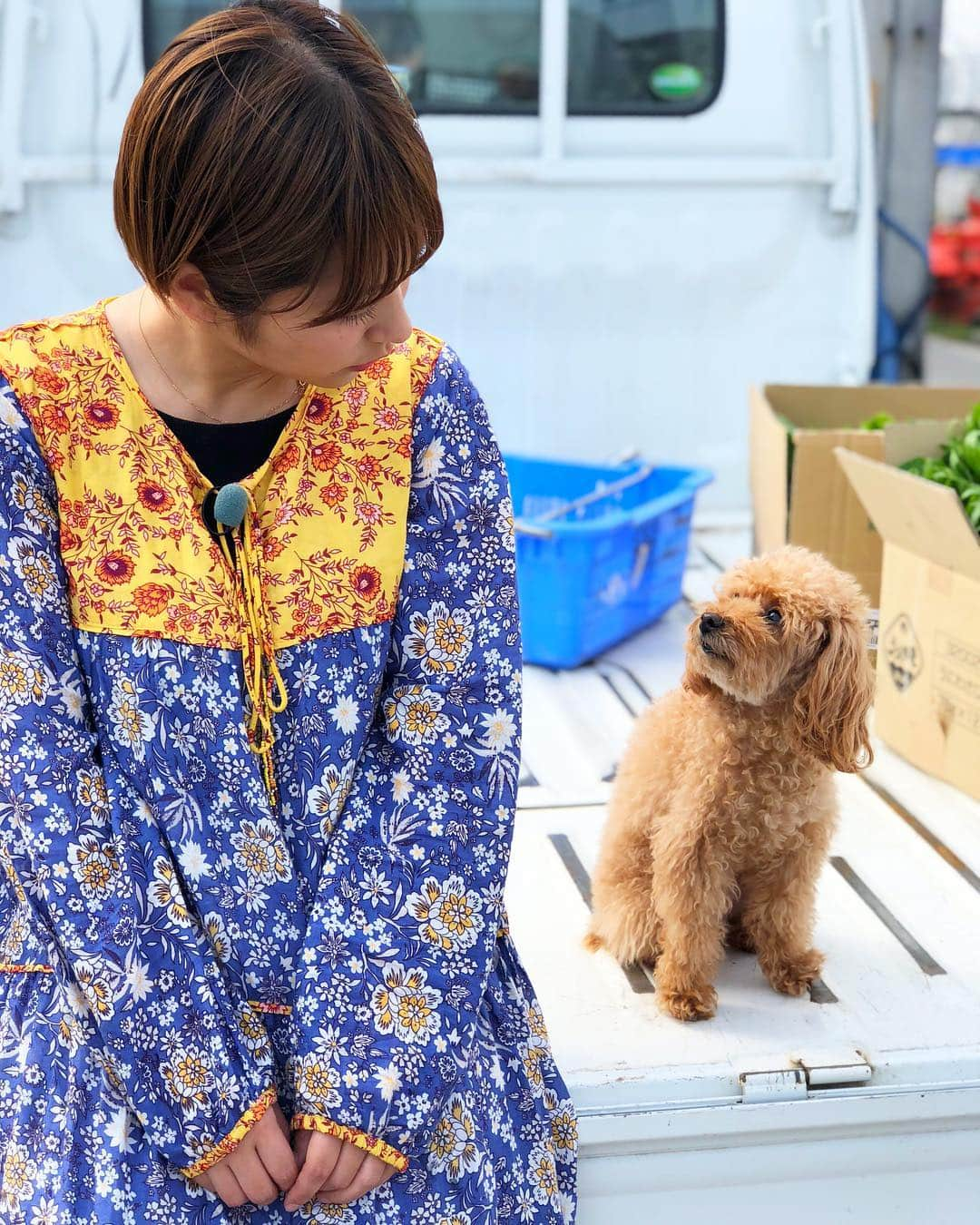 近藤夏子さんのインスタグラム写真 - (近藤夏子Instagram)「♪目と目で通じ合うそういう仲になりたいわぁ〜♪ #小さい時お母さんの車で流れてた曲 #愛犬 #トイプードル #アンちゃま #軽トラック #田舎 #田舎好き」4月10日 18時42分 - kondonatsuko