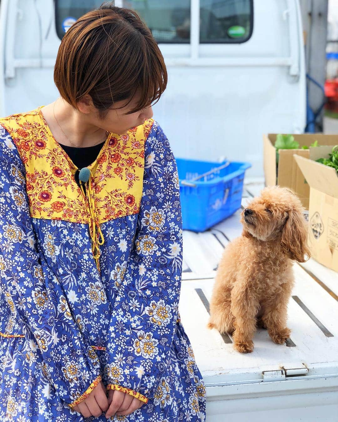 近藤夏子さんのインスタグラム写真 - (近藤夏子Instagram)「♪目と目で通じ合うそういう仲になりたいわぁ〜♪ #小さい時お母さんの車で流れてた曲 #愛犬 #トイプードル #アンちゃま #軽トラック #田舎 #田舎好き」4月10日 18時42分 - kondonatsuko