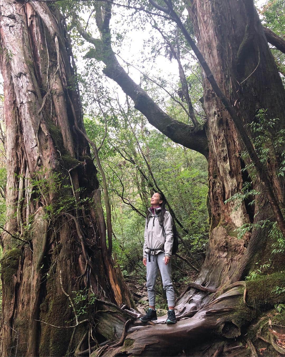 矢野未希子さんのインスタグラム写真 - (矢野未希子Instagram)「本当に美しい  美しく、力強く、優しく  自然のパワーはなんて 素晴らしいんだ！！ エネルギーが溢れていて すごい すごすぎる 屋久島🌳🌳🌳🌳✨」4月10日 18時55分 - mikko1104