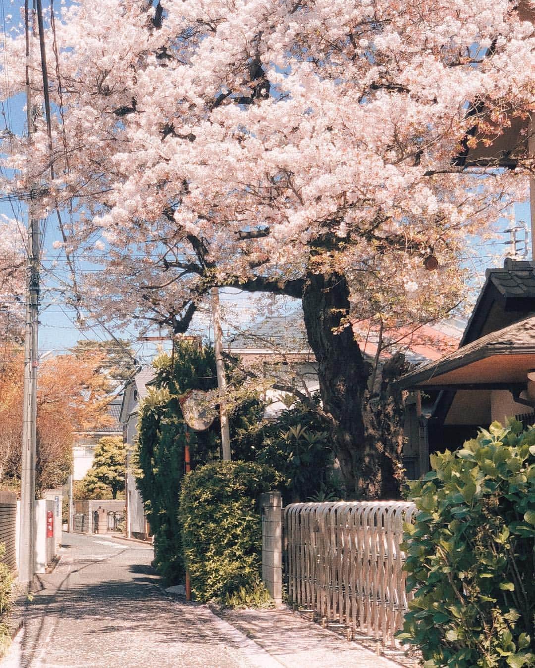 キム・ナヒさんのインスタグラム写真 - (キム・ナヒInstagram)「도쿄의 봄을 걸어보기🏃🏻‍♂️🌸 #nahee_travel」4月10日 18時58分 - knhs2