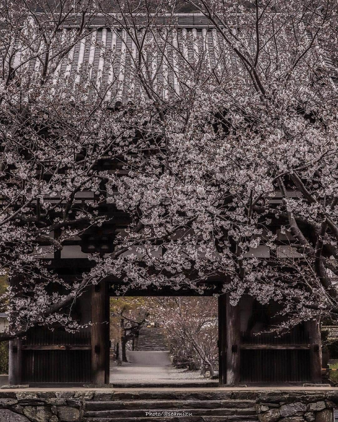 Visit Wakayamaさんのインスタグラム写真 - (Visit WakayamaInstagram)「. This is only just the entrance. Beyond the gate, you'll find National Treasures: the main temple and two-story pagoda of this historic temple. #visitwakayama #chohoji 📸: @seamizu」4月10日 19時00分 - visitwakayama