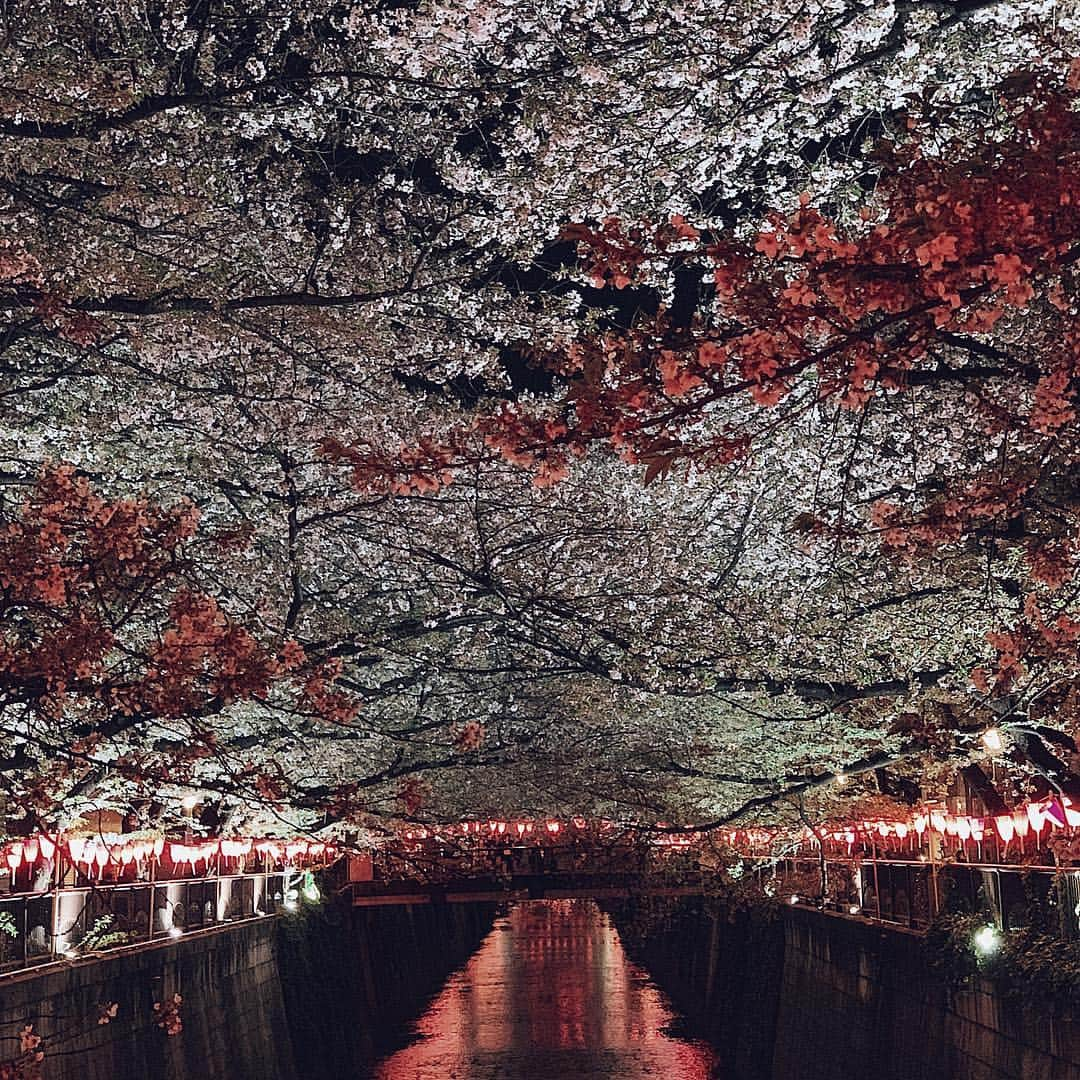 tomoko arimaのインスタグラム：「2019.04.09 3回目ギリギリセーフ🌸 散りかけで花びらが舞ってくる時期が綺麗で切なくて好き。 (脳内は#ケツメイシ のサクラと#鈴木えみ ちゃんがエンドレスリピート) . お気に入りのピザ屋さん#trattoria も行けて大満足なお花見になりました☺️ . #花見#目黒川#桜#夜桜#cherryblossom#🌸 #お花見 #花見 #お花 #cherryblossom #さくら #instagood #spring #sakura #中目黒 #東京 #tokyo #夜桜 #春コーデ #目黒川 #japan #サクラ #ピンク #instagram #お花見 #flowers」