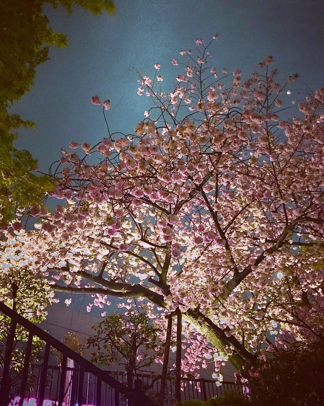 品川プリンスホテルさんのインスタグラム写真 - (品川プリンスホテルInstagram)「今日は冬のような寒さですが、丸いシルエットのぼんぼん桜が夜空に美しく浮かび上がっていました🌸 . . #sakura  #ohanami  #shinagawa_spring_weekend  #shinagawaprincehotel #princehotel #travellers #trip #instatravel #luxuryhotel #tokyo #japan #beautifulhotels #品川プリンスホテル #品川 #お花見デート」4月10日 19時02分 - shinagawaprincehotel