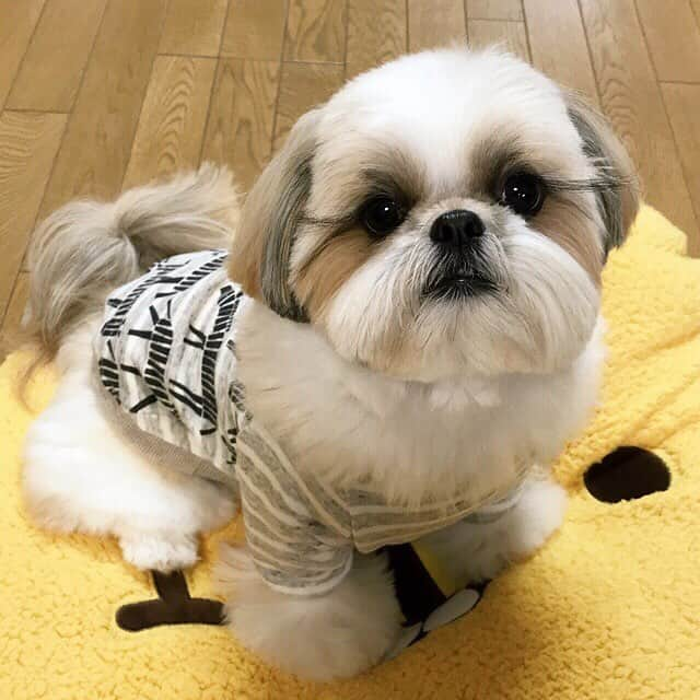 りんくさんのインスタグラム写真 - (りんくInstagram)「I love this series of plushies! ❤️ It's cute, very soft and the perfect size for me 🤗🐶🐾 #complete * * * * * ついにコンプリートでつ😆🐶💕 ・ およぷく👕 @tarotoreo さん」4月10日 19時03分 - link.jpn