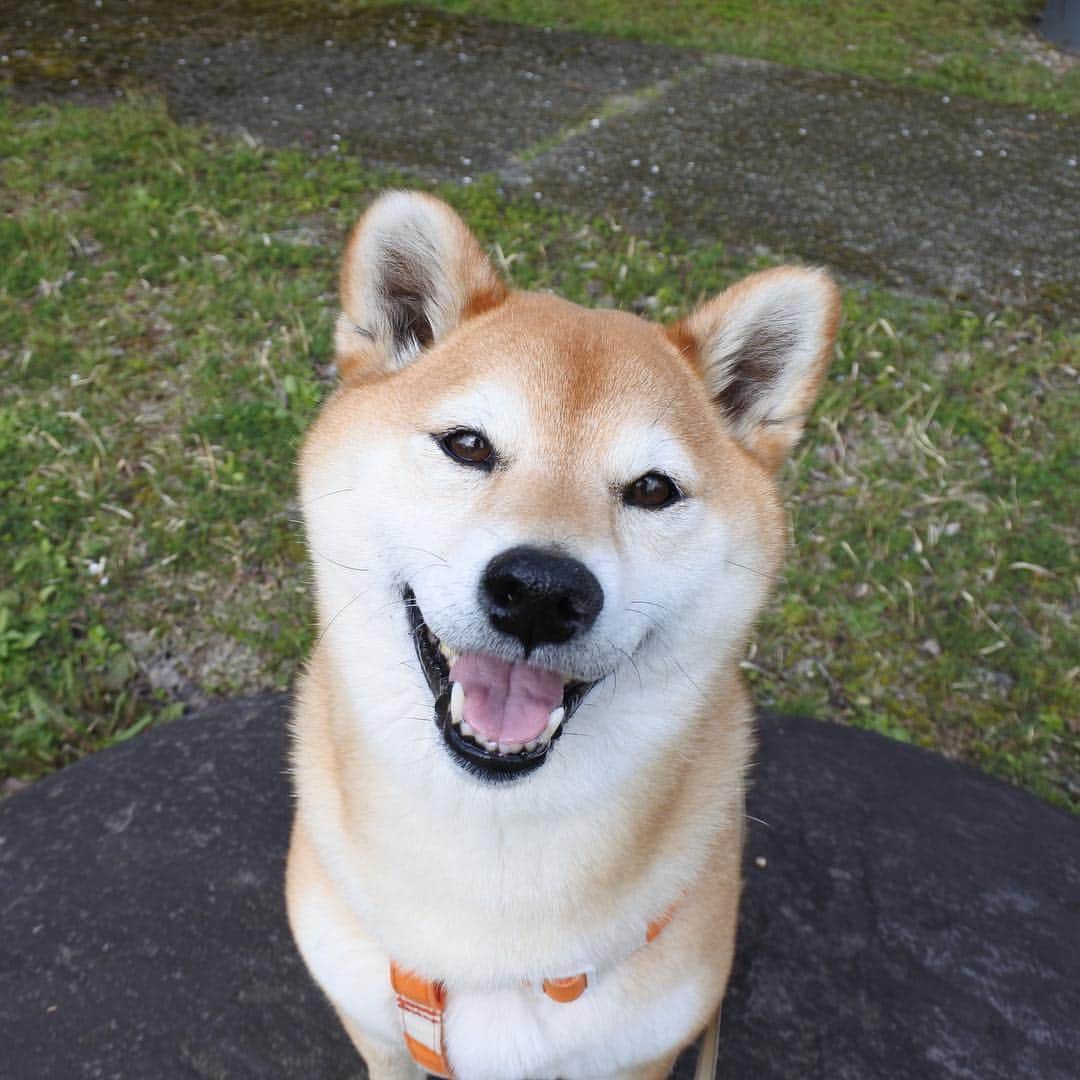 マロたんのインスタグラム：「Let's spend every day with a smile. そんな顔されたら何でも言うこと聞いちゃう #shIba #shibainu」