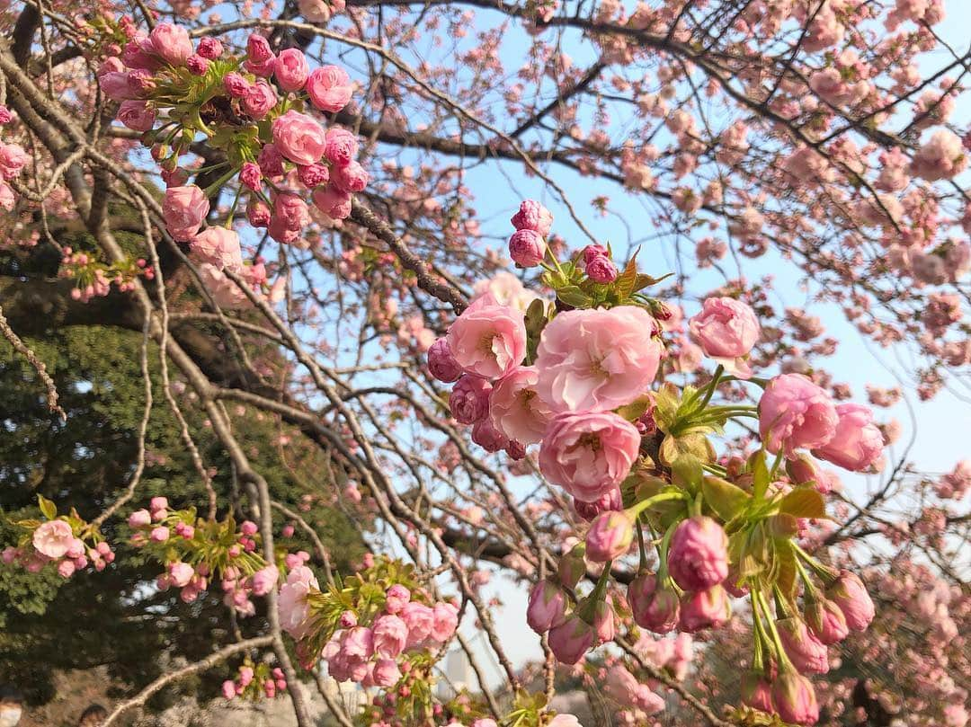 名取稚菜さんのインスタグラム写真 - (名取稚菜Instagram)「. いい時期に行けてよかった☺️🌸 . . . #お花見 #桜 #新宿御苑」4月10日 19時22分 - wakana_1995