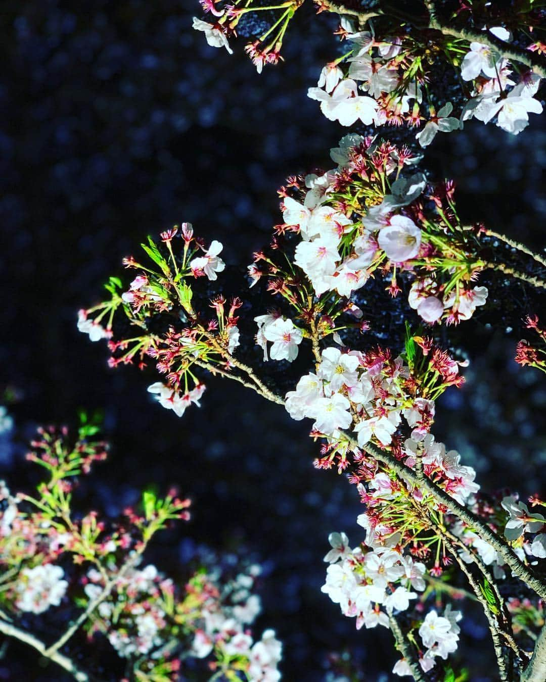 谷川じゅんじさんのインスタグラム写真 - (谷川じゅんじInstagram)「Sakura is falling. 代々木の杜の最後の桜。この寒さがあけるとホントの春はもうすぐそこ。毎年毎年ありがとうまた来年ね🌸 #さくらラプソディ #tokyolife #goodvibesonly #thisisjapan」4月10日 19時18分 - junjitanigawa