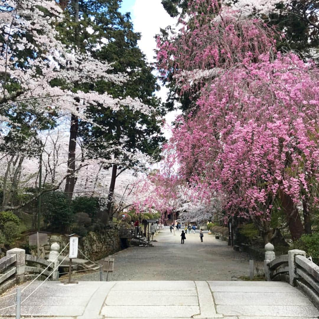 紀伊さつきさんのインスタグラム写真 - (紀伊さつきInstagram)「#大人の遠足 、春。 あえての、順番はバラバラです。 どれがどーこだ？ ・ #三井寺 (#園城寺 )#石山寺 #岩間寺 #毘沙門堂  #桜 #滋賀 #京都 #石餅 #春の遠足  #絶対日焼けした #痛い #sakura #shiga #kyoto」4月10日 19時19分 - keysatsuki