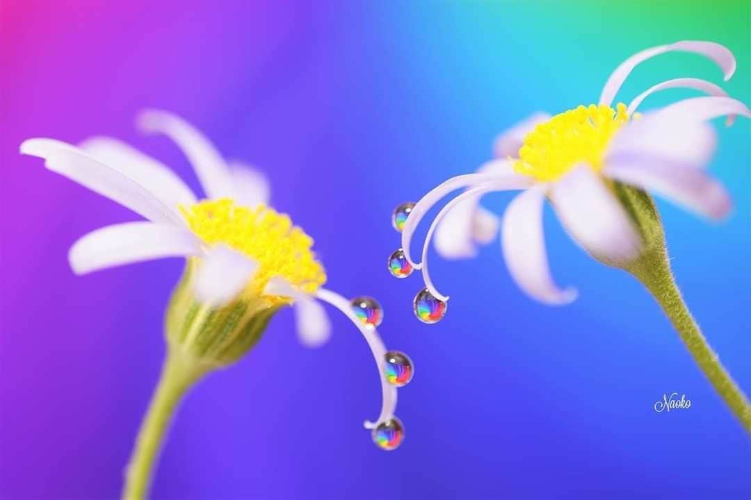 花の写真館のインスタグラム：「Photo by Naoko Suzuki.⠀ https://www.facebook.com/profile.php?id=100011414334980⠀ .⠀ Original Post[投稿頂いたURL]⠀ https://www.facebook.com/photo.php?fbid=969320826791719⠀ .⠀ 本アカウントは、 #私の花の写真 をつけてInstagramに投稿された皆さまの花の写真や、「花の写真館」Facebookページで投稿された花の写真を紹介します。⠀ 「花の写真館」Facebookページは、「 @floral.photograph 」のプロフィールにあるURLからご覧ください。⠀ .⠀ #花の写真館 #floralphotograph #floralphoto #flower #flowers #富士フイルム #FUJIFILM⠀ Follow: @floral.photograph」