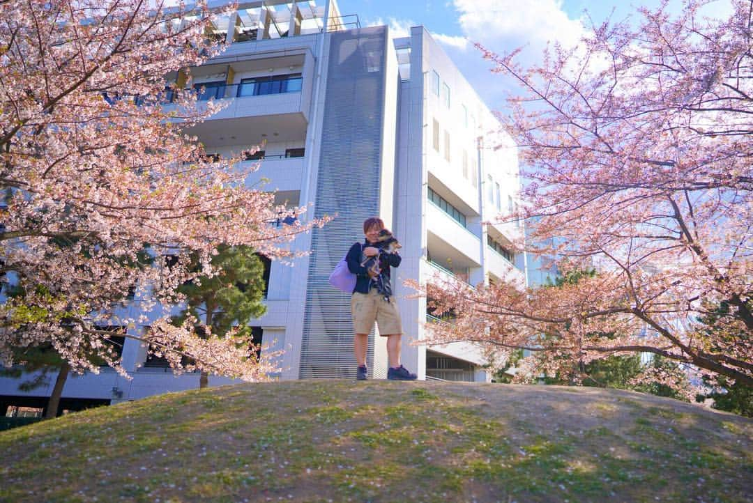 あつろーさんのインスタグラム写真 - (あつろーInstagram)「ひろまろころとお花見に行ってきました🌸✨ . 後日あつの裏chに動画アップ予定です♪ . #お花見 #みなとみらい #広角単焦点 #sonya7iii」4月10日 19時40分 - atsu6u