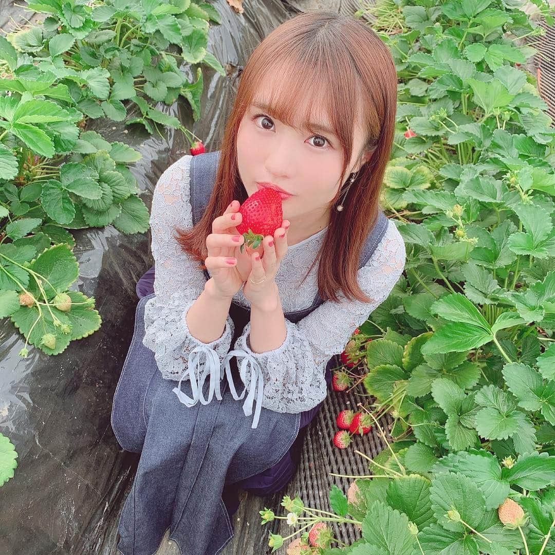 中村奏絵のインスタグラム：「🍓🐤🍓🐤🍓🐤 #いちご #いちご狩り #スカイべリー  #栃木 #大粒いちご」