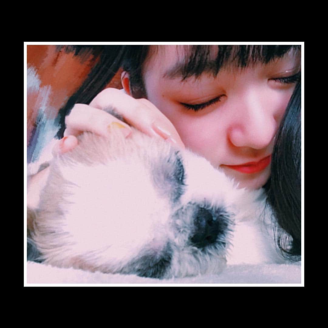 夏目璃乃さんのインスタグラム写真 - (夏目璃乃Instagram)「・ ・ 大好きな🐶チョコ❤️ ・ ・ いつも何してもずっと寝てる。笑 ・ #夏目璃乃 #ペット #シーズー #犬 #可愛い #仲良し」4月10日 19時57分 - natsume_rino