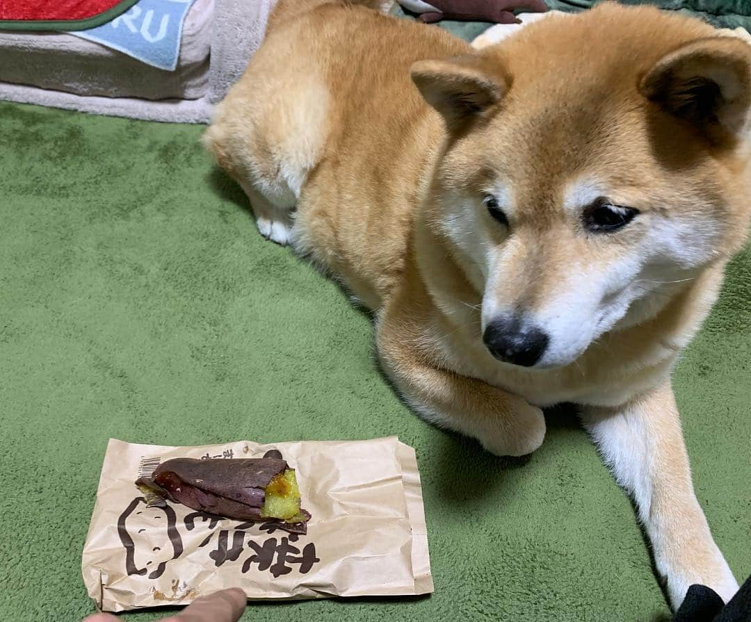 まる（まるたろう）さんのインスタグラム写真 - (まる（まるたろう）Instagram)「I love baked sweet potatoes.✨🐶🍠✨パパから雪ふるふる詐欺のお詫びもらったの〜 #詫び焼き芋 #今回はこれで許してあげるとするか☺️ #ほくほくの焼き芋だよ #美味しい美味しい焼き芋屋さん #まるは皮も食べる派」4月10日 20時00分 - marutaro