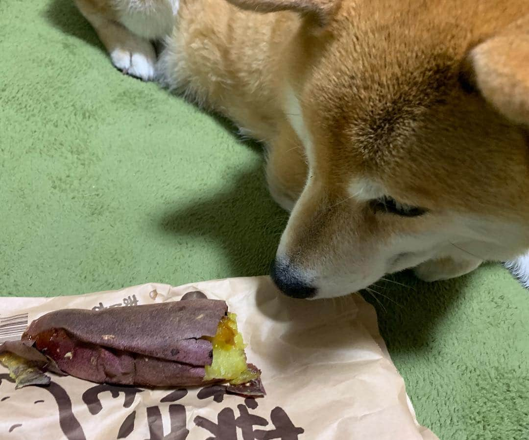 まる（まるたろう）さんのインスタグラム写真 - (まる（まるたろう）Instagram)「I love baked sweet potatoes.✨🐶🍠✨パパから雪ふるふる詐欺のお詫びもらったの〜 #詫び焼き芋 #今回はこれで許してあげるとするか☺️ #ほくほくの焼き芋だよ #美味しい美味しい焼き芋屋さん #まるは皮も食べる派」4月10日 20時00分 - marutaro