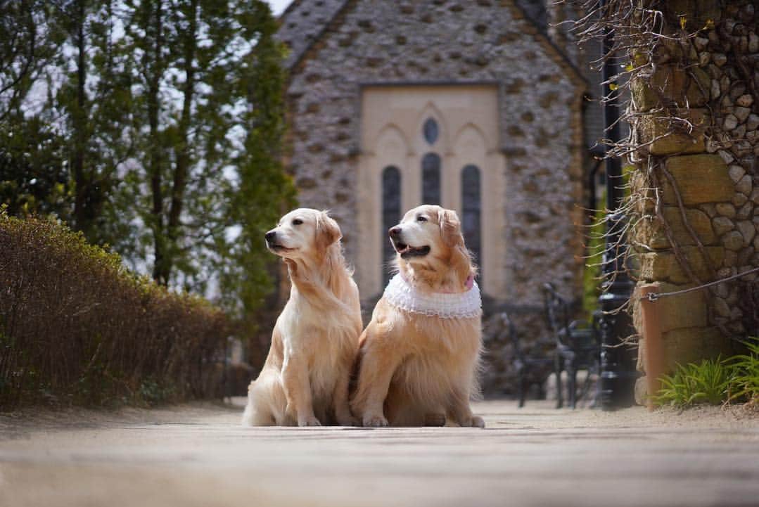 まゆみさんのインスタグラム写真 - (まゆみInstagram)「。 。 横pic😅 似たり寄ったりだからコメント閉じまーす😅🙏🏻 。 晴れてる日のあーぺー撮影は苦手🤣 。 。 #a7riii 。 #ゴールデンレトリバー#goldenretriever#dog#犬#あーるん#golden#retriever#doglover#insta_dog#ぺんぺん子ちゃん#welovegoldens#Instagram#Instagramjapan#Instagramdogs#9gag#dogstagram#dogsofinstagram#dogs#doggy」4月10日 20時07分 - aarun_evolution