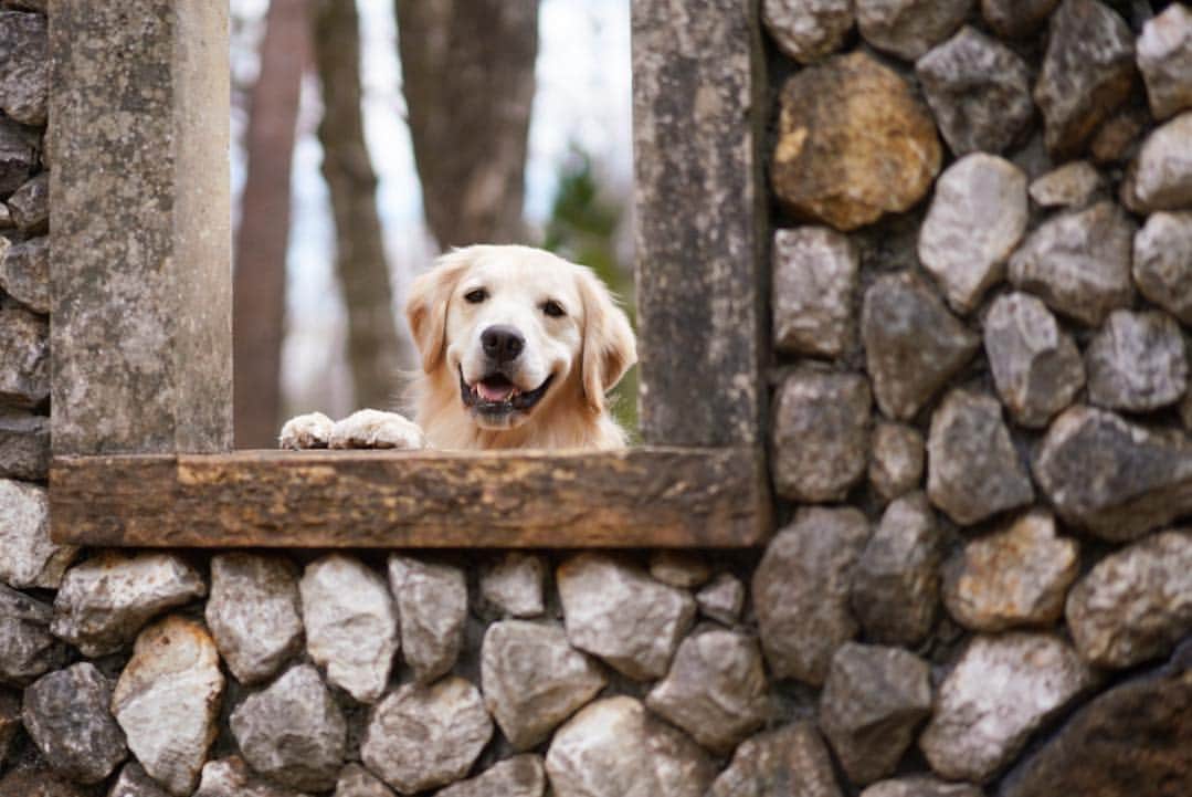 まゆみさんのインスタグラム写真 - (まゆみInstagram)「。 。 横pic😅 似たり寄ったりだからコメント閉じまーす😅🙏🏻 。 晴れてる日のあーぺー撮影は苦手🤣 。 。 #a7riii 。 #ゴールデンレトリバー#goldenretriever#dog#犬#あーるん#golden#retriever#doglover#insta_dog#ぺんぺん子ちゃん#welovegoldens#Instagram#Instagramjapan#Instagramdogs#9gag#dogstagram#dogsofinstagram#dogs#doggy」4月10日 20時07分 - aarun_evolution