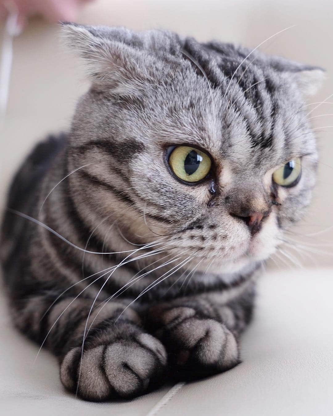 Shishi-maruのインスタグラム：「🐱How are you? 🐱ご機嫌いかが？こっちはイカ耳気味です。 ーーーーーーーーーーー 📕「ぷっちねこ。」単行本発売中 📗「3匹のちいさな猫を召喚できたなら」 📘「ちいさな猫を召喚できたなら」重版出来 ーーーーーーーーーーー ⭐︎ねこ漫画を描いています→@tacos_cat 🐱公式→@chiisanacat 🌺Twitter →@taco_emonemon ーーーーーーーーーーー」