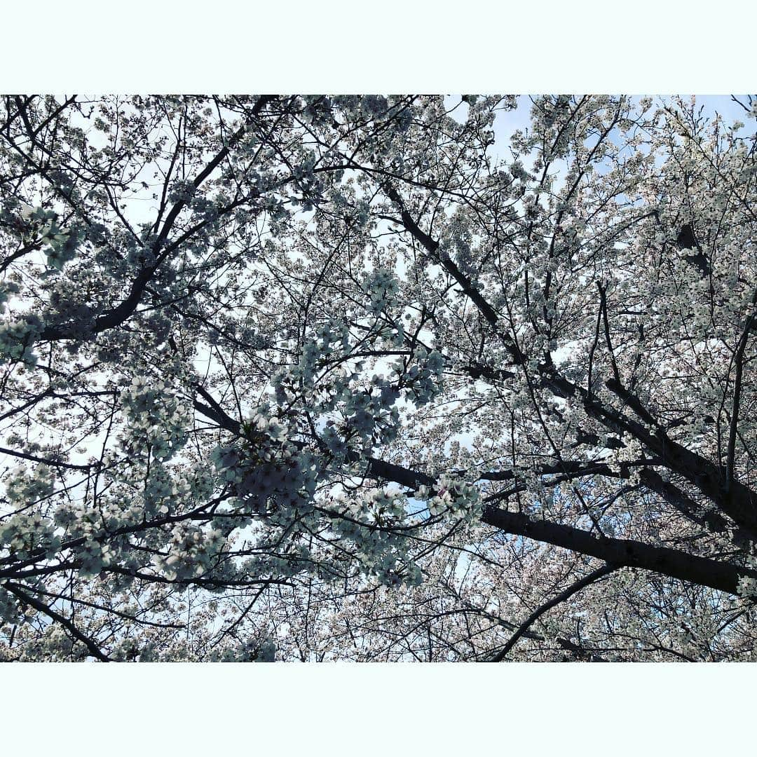 伊藤かずえさんのインスタグラム写真 - (伊藤かずえInstagram)「#桜  はらはらと 川面舞い散る 桜雪  一句詠んでみた」4月10日 20時22分 - kazue__itoh