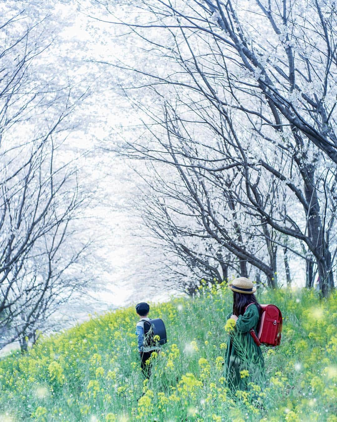 shabonさんのインスタグラム写真 - (shabonInstagram)「* . . . . . つむたん、ご入学おめでとう😊㊗️ . 今日、天気予報に 雪マークあってまさか！？😱 と思ったけど こちらは降りませんでした。 寒過ぎな1日❄ . 2枚目は 2人別々の歌を歌ってます🤣 （Lemonとパプリカ） . . . . . * #igersjp #tokyocameraclub #東京カメラ部 #instagramjapan #team_jp_ #photo_shorttrip #impression_shots #GPW_members_only #as_archive #indies_gram #reco_ig #hueart_life #art_of_japan_ #ig_phos #daily_photo_jpn #visitjapanjp #jp_mood #whim_life #sonyportraits #sonyalpha #japan #indy_photolife #japan_daytime_view #東京女子部 #rox_captures #hubsplanet #pt_life_ #saitama #ソメイヨシノ #新1年生」4月10日 20時42分 - shabon