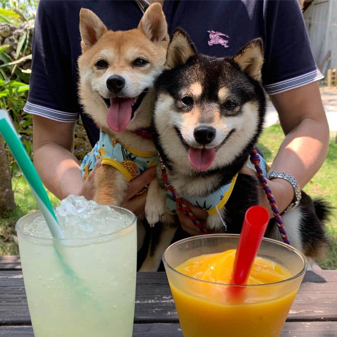 豆柴なつ&ふゆのグルメインスタ