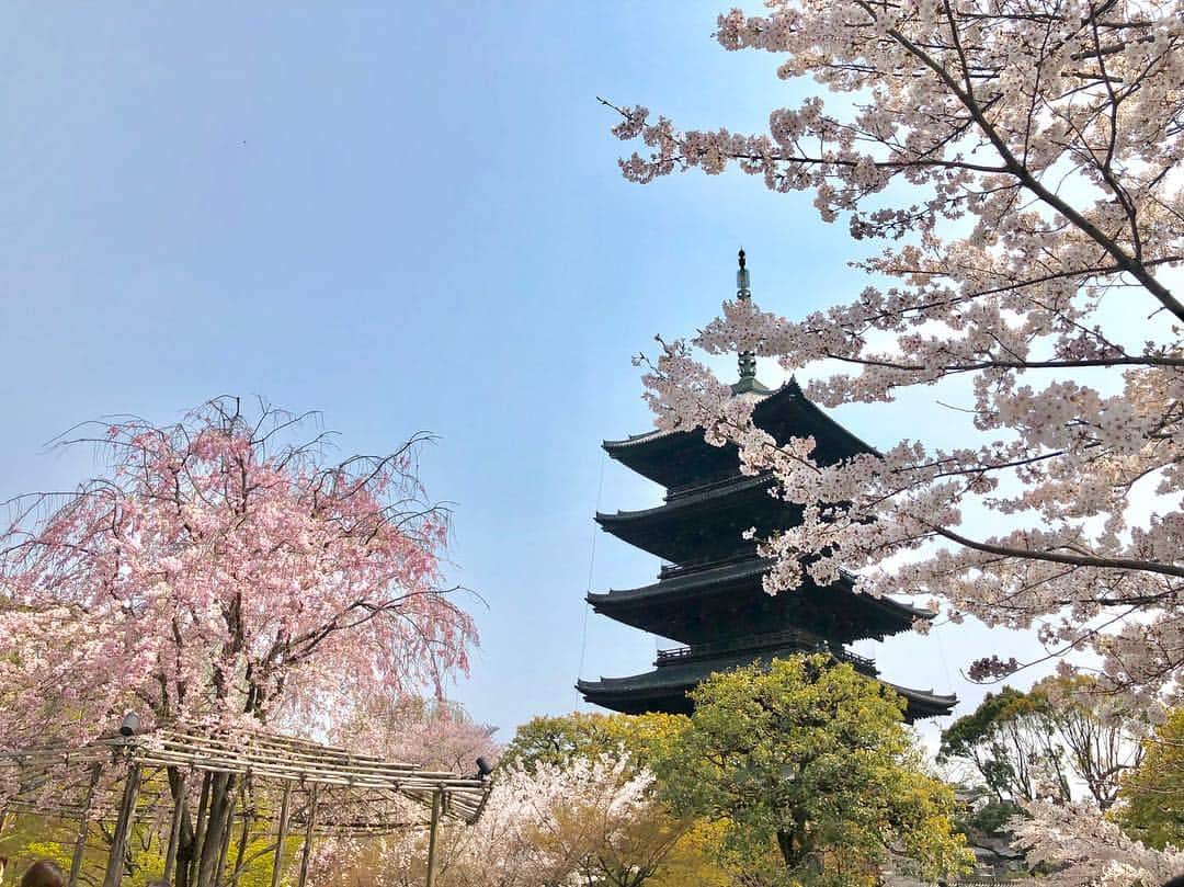 森夏美さんのインスタグラム写真 - (森夏美Instagram)「先日、#柴田美奈 アナウンサーと #京都 で #お花見 をしました。 #世界遺産に指定されている #東寺 へ✨  見事な満開の桜に囲まれる東寺は、 息を呑むほど美しく感じました。  柴田アナが「森さんの可愛い写真撮れました！！」 と寄ってきたので確認すると…… . .  必死に写真を撮るわたしの後ろ姿でした‼︎(写真4枚目) ふぅ、ソフトクリームでも食べて現実逃避しよっと…🍦 .  #kyoto #sakura #cherryblossom #後輩との束の間デート #ちょっと先輩風を吹かしたりなんかしたり #でも褒められたのは後ろ姿 #背中で語る先輩目指します #泣いてないよ #森夏美」4月10日 20時46分 - mori_natsumi0722