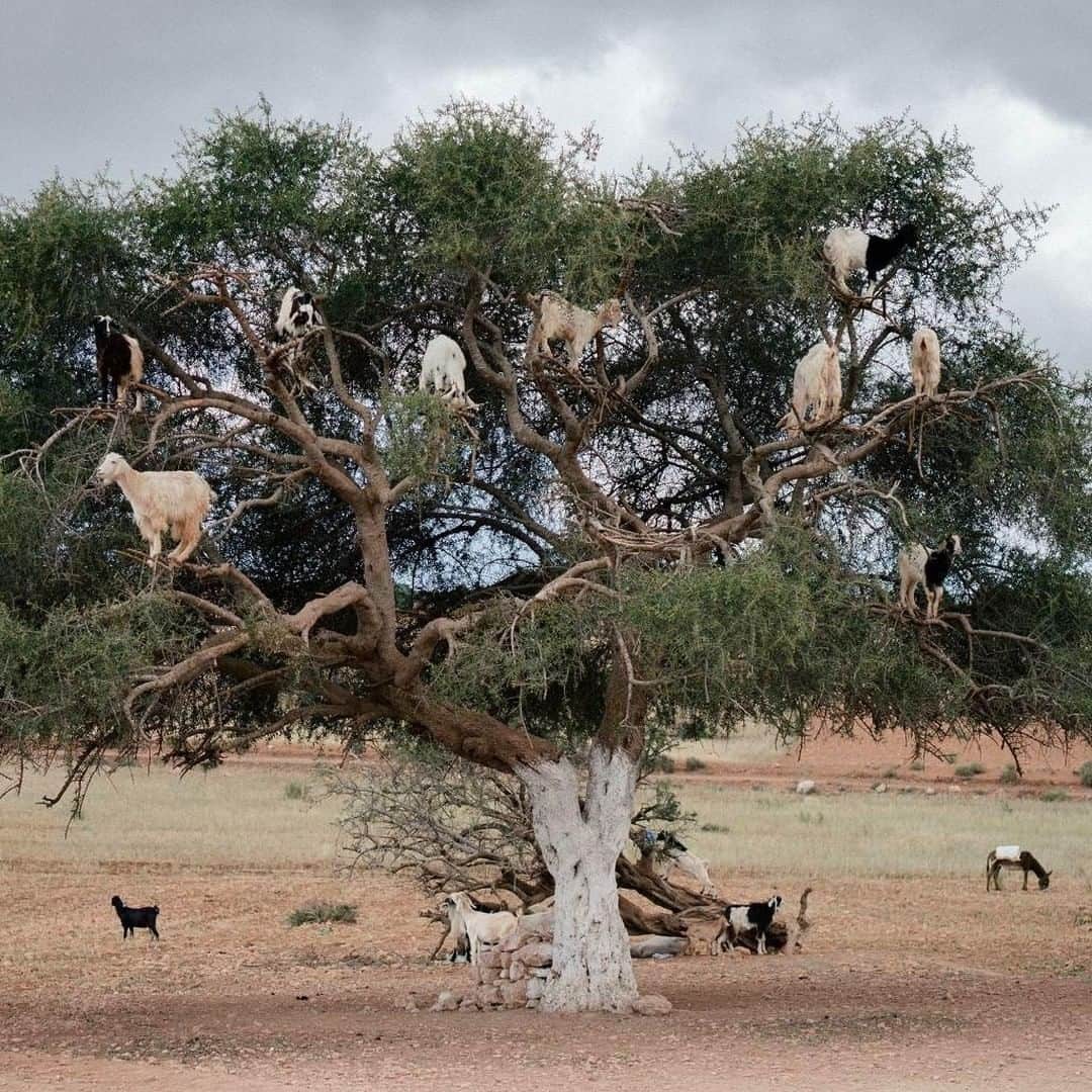 Lonely Planetさんのインスタグラム写真 - (Lonely PlanetInstagram)「#LonelyPlanet photographer @ed_norton is currently in #Morocco's laidback paradise, #Essaouira, where he snapped these tree-dwelling goats. It's the juicy, seasonal fruit of the Argania tree that proves so irresistible to the goats, as they brave hopelessly precarious branches just to get their fix. 🐐」4月10日 20時52分 - lonelyplanet