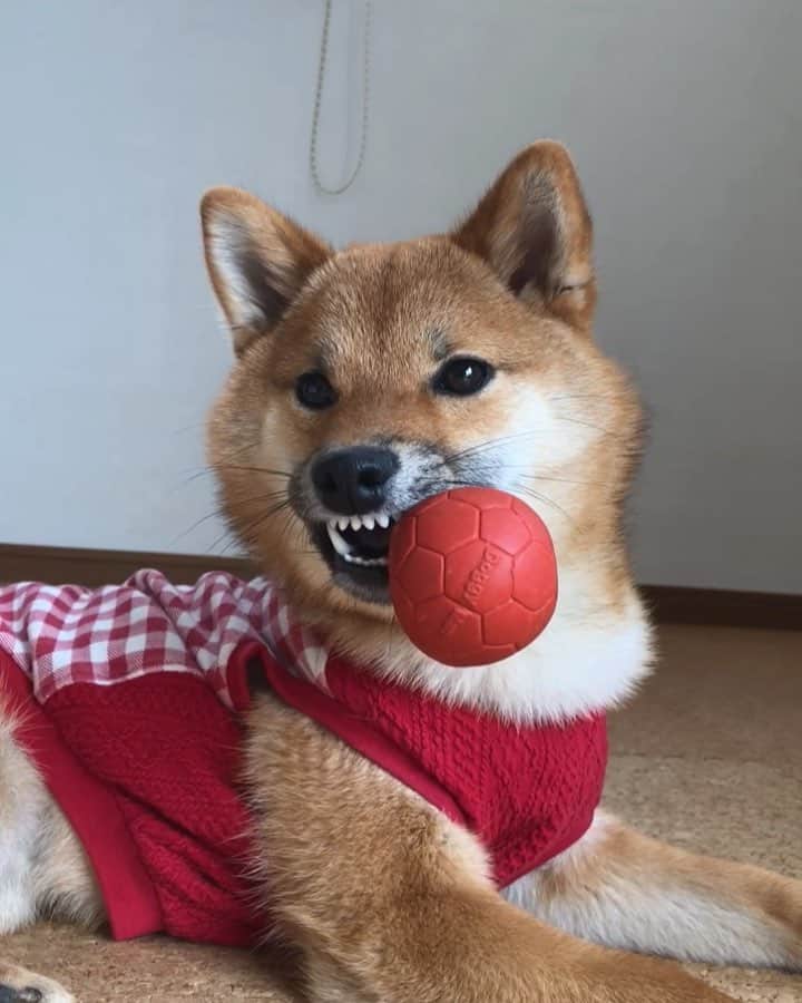 黒柴みくのインスタグラム
