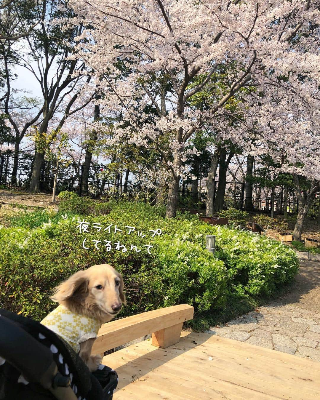 チズさんのインスタグラム写真 - (チズInstagram)「日本庭園で和を感じ🌸 芝生広場でお散歩🐕🐾 休日満喫🐶🌷✨ #しあわせの村 #平成最後の桜#春うらら#花見 🌸 #花見日和#大島桜#動くマロン 📹 #cherryblossom  #🌷#🍡#🐶#🐾#💕 #Mダックス #ダックス#ミニチュアダックス #ミニチュアダックスフンド #ミニチュアダックスクリーム #短足犬 #短足部 #カニンヘンダックス #関西ダックス#親父犬 #ダックス13歳#シニア犬 #犬なしでは生きていけません会  #インスタでわんこみるのが日課 ♡♡」4月10日 21時30分 - sqi.chizu