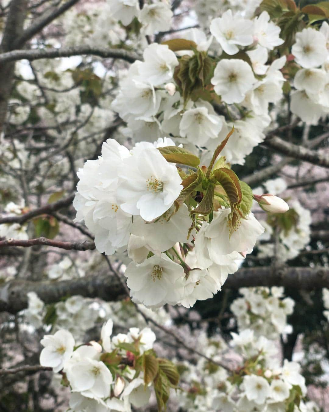 チズさんのインスタグラム写真 - (チズInstagram)「日本庭園で和を感じ🌸 芝生広場でお散歩🐕🐾 休日満喫🐶🌷✨ #しあわせの村 #平成最後の桜#春うらら#花見 🌸 #花見日和#大島桜#動くマロン 📹 #cherryblossom  #🌷#🍡#🐶#🐾#💕 #Mダックス #ダックス#ミニチュアダックス #ミニチュアダックスフンド #ミニチュアダックスクリーム #短足犬 #短足部 #カニンヘンダックス #関西ダックス#親父犬 #ダックス13歳#シニア犬 #犬なしでは生きていけません会  #インスタでわんこみるのが日課 ♡♡」4月10日 21時30分 - sqi.chizu