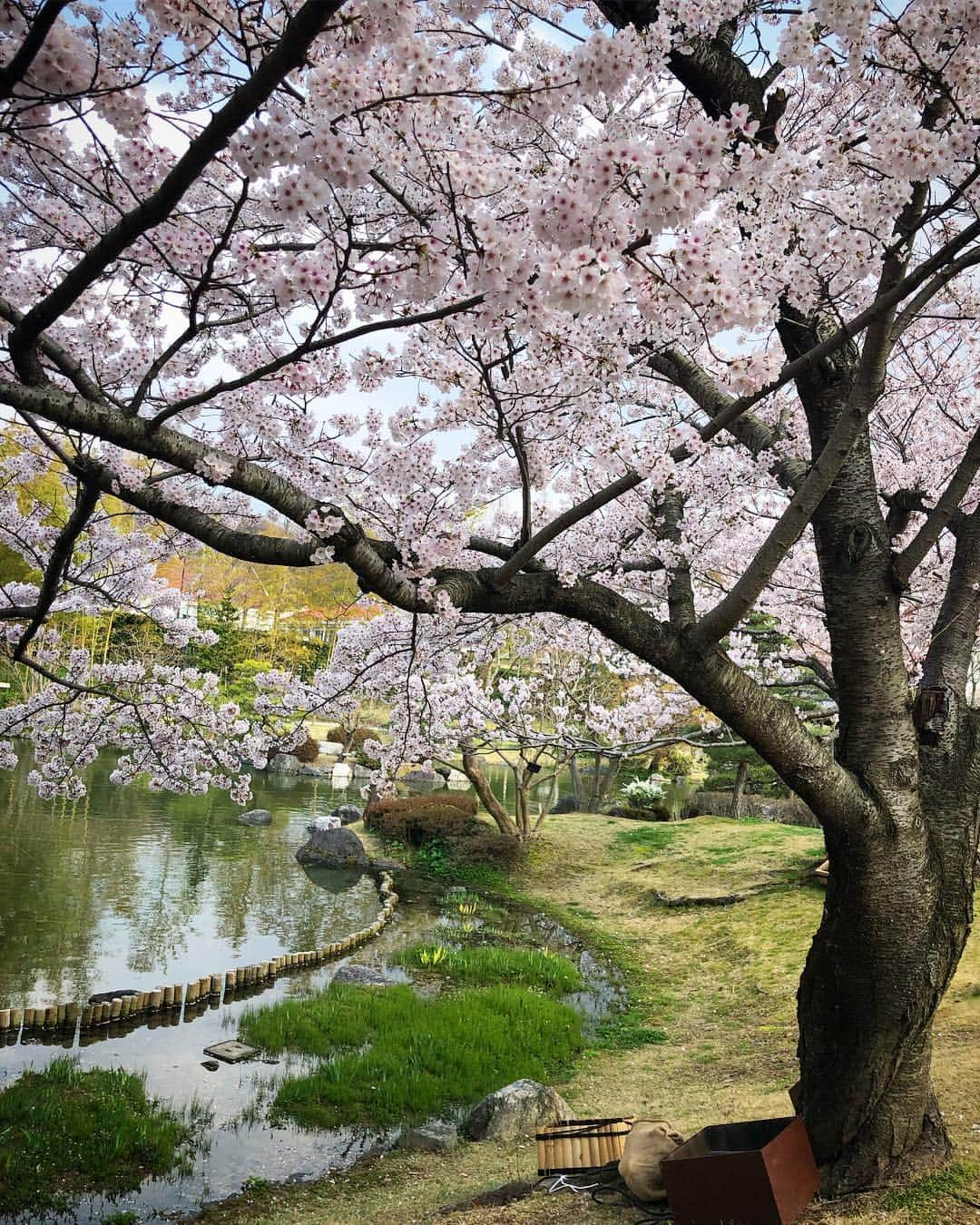 チズさんのインスタグラム写真 - (チズInstagram)「日本庭園で和を感じ🌸 芝生広場でお散歩🐕🐾 休日満喫🐶🌷✨ #しあわせの村 #平成最後の桜#春うらら#花見 🌸 #花見日和#大島桜#動くマロン 📹 #cherryblossom  #🌷#🍡#🐶#🐾#💕 #Mダックス #ダックス#ミニチュアダックス #ミニチュアダックスフンド #ミニチュアダックスクリーム #短足犬 #短足部 #カニンヘンダックス #関西ダックス#親父犬 #ダックス13歳#シニア犬 #犬なしでは生きていけません会  #インスタでわんこみるのが日課 ♡♡」4月10日 21時30分 - sqi.chizu