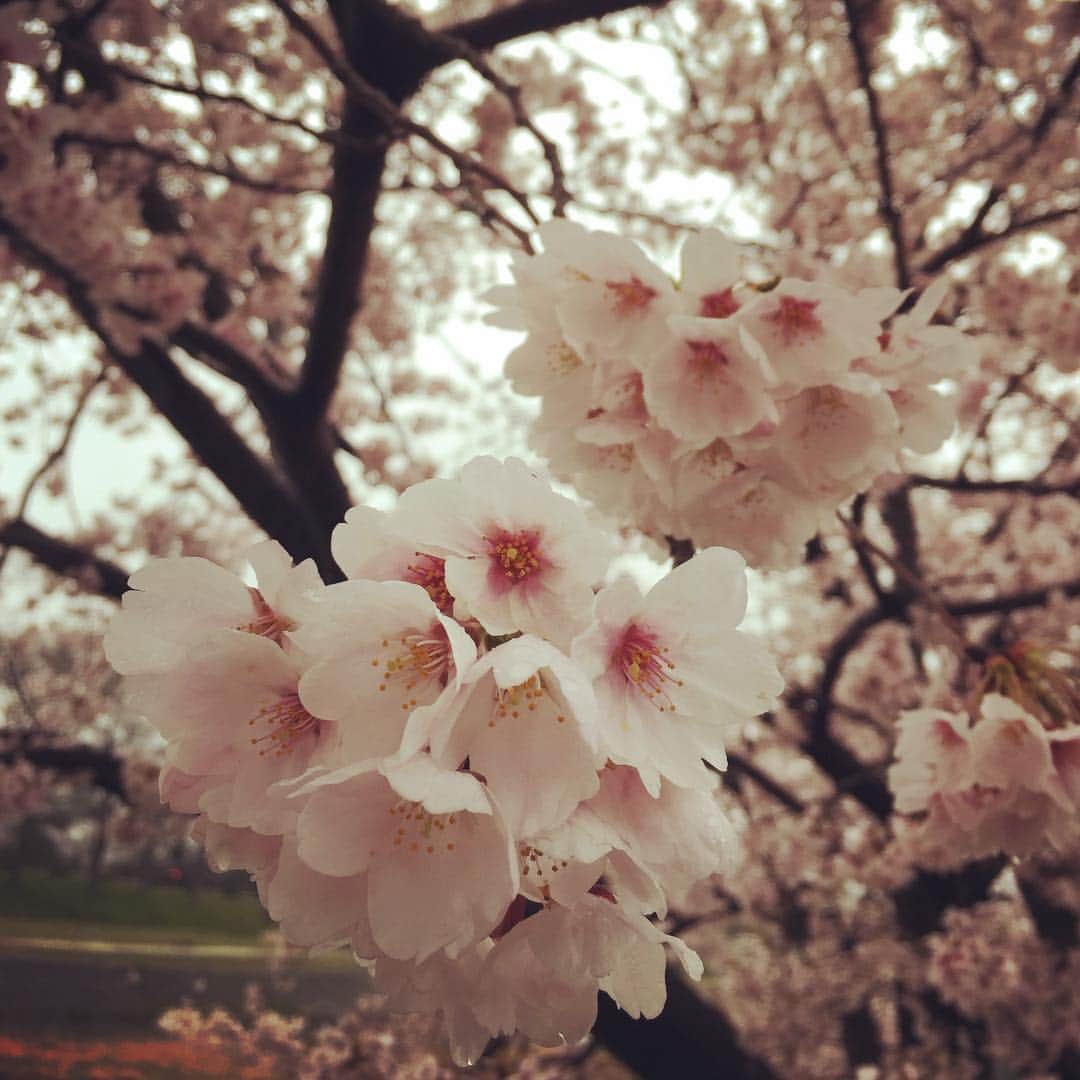 岸田繁さんのインスタグラム写真 - (岸田繁Instagram)「今年はあんまし愛でてへんから愛でてみる」4月10日 21時17分 - kishidashigeru