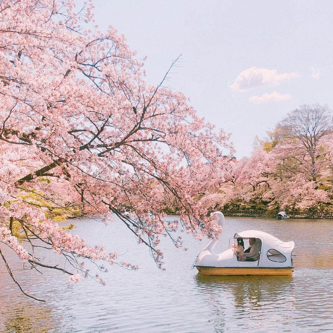 キム・ナヒさんのインスタグラム写真 - (キム・ナヒInstagram)「🌸 잔잔했던 이노카시라 공원 비록 벚꽃이 만개한 모습은 못 봤지만 행복😌 #nahee_travel」4月10日 21時25分 - knhs2