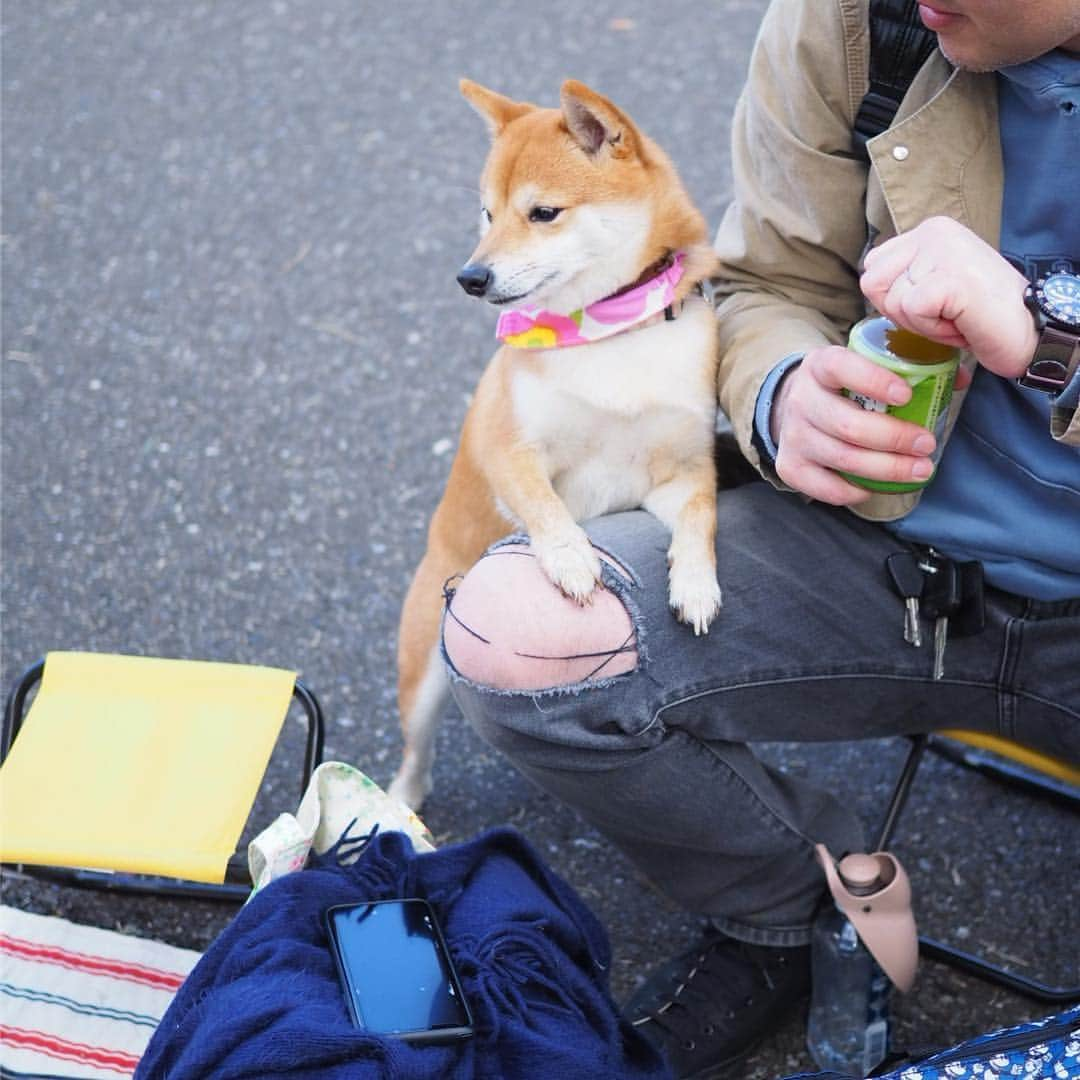 豆柴にこちゃんさんのインスタグラム写真 - (豆柴にこちゃんInstagram)「🐶 叩いたり、ひっかいたり、噛んだり、 顎で使ったり、乗り物代わりにしたり、 無視したりもするけれど、 にこはパパがちゃんと好きみたいです。 . #柴犬#豆柴#pecoいぬ部#犬#わんこ#犬#ここ柴部#shibainu#dog#mameshiba#pecotv#dog#いぬのきもち部#しばいぬ#しばけん#こいぬ#シバイヌ#いぬ#イヌ#赤柴#マメシバ#ペット#日本犬#子犬#puppy#doggo#pet」4月10日 21時21分 - nikochan.mame48