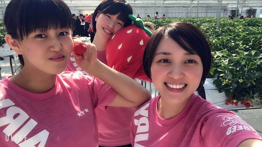 田原愛里さんのインスタグラム写真 - (田原愛里Instagram)「先日、チーム皆んなで キンブファームさんの いちご狩りへ行きました🥰🍓 甘い美味しいいちごばっかり❤️ 今シーズンからの スポンサーの１つである キンブファーム❤️ 皆さんも是非行ってみてください🙋‍♀️🍓❤️ #時差投稿 #キングファームカフェ  #キングファーム西尾  #キングファーム #是非行って下さい！」4月10日 21時33分 - tahara_airi_0719