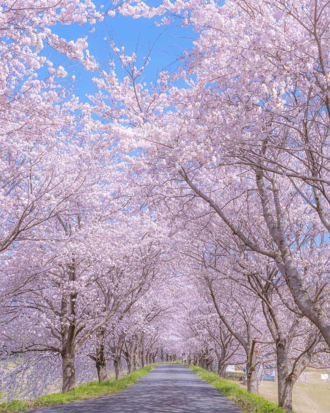 はなまっぷ❁日本の花風景さんのインスタグラム写真 - (はなまっぷ❁日本の花風景Instagram)「🍃🌸はなまっぷ平成最後の桜まつり🌸🍃 * @atsymmetry さんの 平成の桜に花まるを💮 * 平成を彩る日本の美しい桜をありがとうございます😊🌸🍃 * 滋賀  #長浜市 Nagahama, Shiga Pref. * 見頃を過ぎている場所もご紹介しています。 お出かけの際はHP等で最新の情報をご確認くださいね🙏🌸🍃 * 🌸•••🍃•••🌸•••🍃•••🌸•••🍃•••🌸 * 🌸桜まつり概要🌸 * 期間:平成最後の日まで タグ:#はなまっぷ * #はなまっぷ  のタグの中から、桜のお写真をどんどんご紹介させていただきます。期間中はランダムに、複数枚投稿でもご紹介させていただく場合がございます。 * #桜#sakura#花見#さくら#日本#春#花#平成最後の#満開#菜の花 * 🌸•••🍃•••🌸•••🍃•••🌸•••🍃•••🌸 * はなまっぷより * 💌LINEスタンプ「はなまっぷちゃん」絶賛発売中！みなさんのLINEにも花まるを💮 💌はなまっぷ本、Amazonや全国の書店さんで満開です！ぜひお手にとっていただけると嬉しいです🌸 * LINEスタンプ、はなまっぷ本は、プロフ欄記載のTwitterアカウントよりご確認ください。 * 🌸•••🍃•••🌸•••🍃•••🌸•••🍃•••🌸 *」4月10日 21時26分 - hanamap