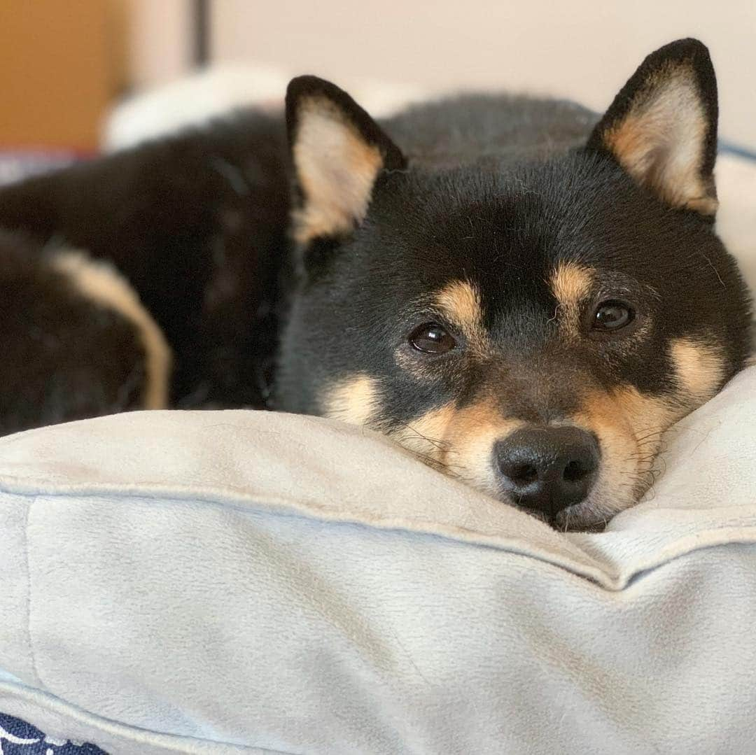 ?Fricko the Shiba Inu?さんのインスタグラム写真 - (?Fricko the Shiba Inu?Instagram)「Sleepy boy is melting!🤣🤣🐾 🐾 🐾 #Keaton #🐶 #shiba #shibainu #dog #柴犬 #黒柴 #子犬 #shibalovers #shibaholics #dogoftheday #dogslife #weeklyfluff  #dogstagram  #dogscorner #shibapuppy #puppiesofinstagram」4月10日 21時27分 - umigiva