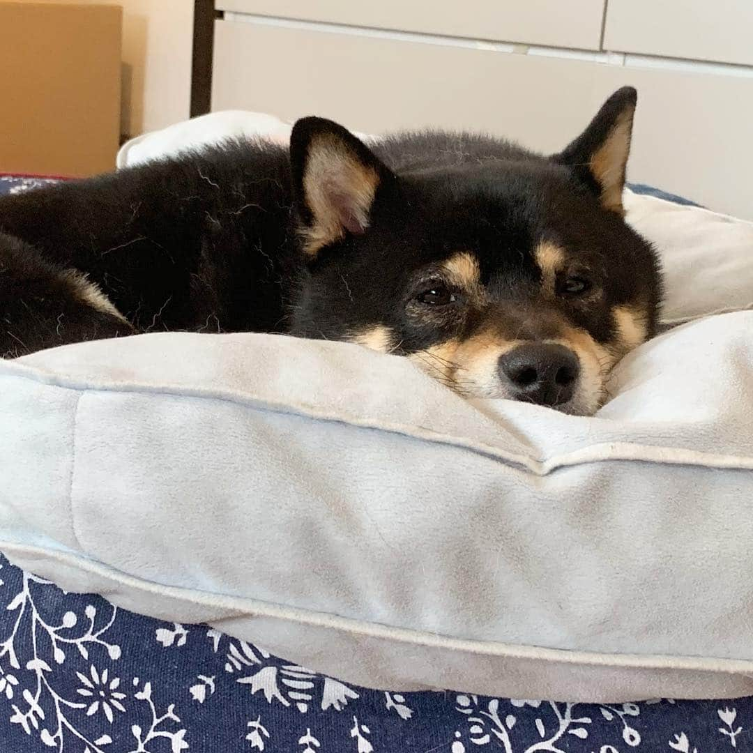 ?Fricko the Shiba Inu?さんのインスタグラム写真 - (?Fricko the Shiba Inu?Instagram)「Sleepy boy is melting!🤣🤣🐾 🐾 🐾 #Keaton #🐶 #shiba #shibainu #dog #柴犬 #黒柴 #子犬 #shibalovers #shibaholics #dogoftheday #dogslife #weeklyfluff  #dogstagram  #dogscorner #shibapuppy #puppiesofinstagram」4月10日 21時27分 - umigiva