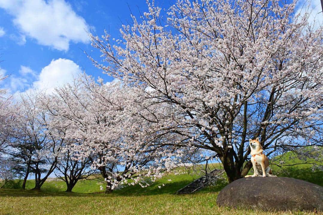 マロたんのインスタグラム：「春🌸 #shiba #shibainu」