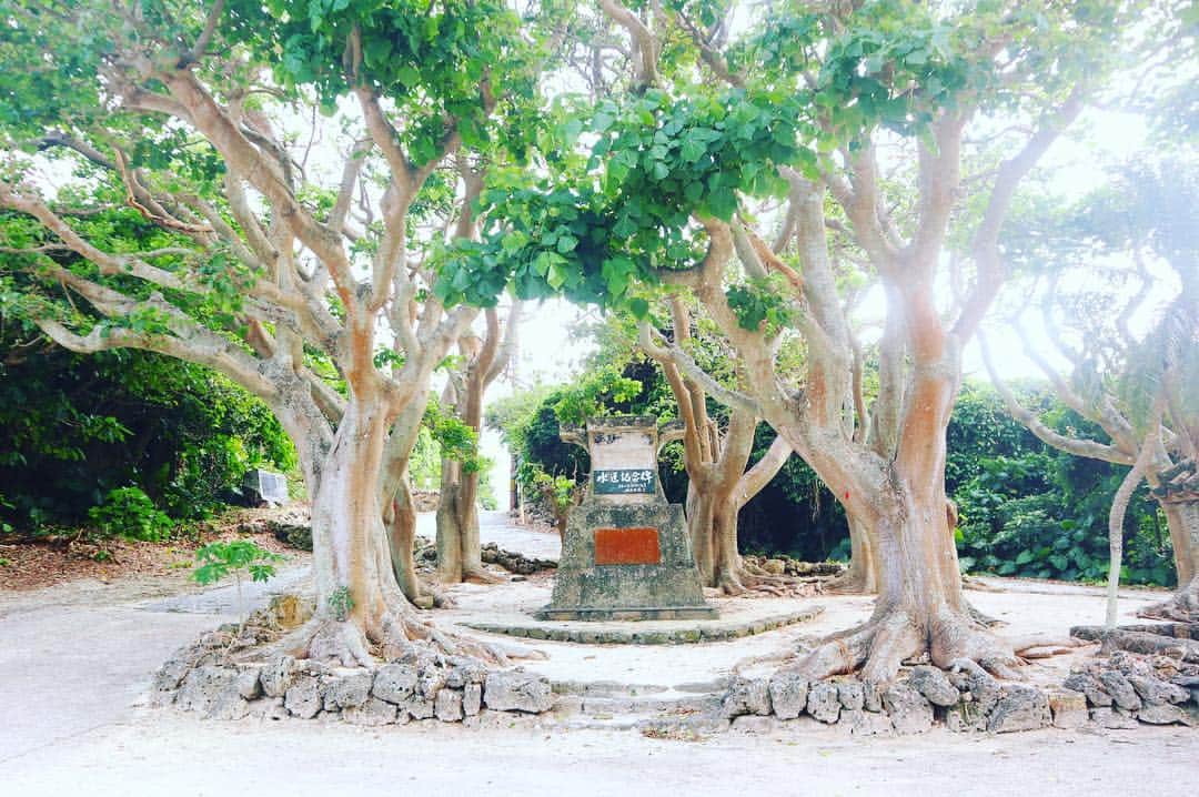 小林希さんのインスタグラム写真 - (小林希Instagram)「竹富島は、 人が暮らす集落のなかで、 ふと止まりたくなるような 神秘的な木がたくさんあって ぞくぞくしちゃいます。  自然と人の間にいる神さま的な木の立ち位置だからかな。  #journey #viaje #voyage #travel #japan #旅 #旅女 #トラベル#島#島旅#週末島旅#island #japan#離島#旅好きな人と繋がりたい#八重山諸島#石垣島#竹富島#街並み#taketomi#ishigaki」4月10日 21時30分 - nozokoneko