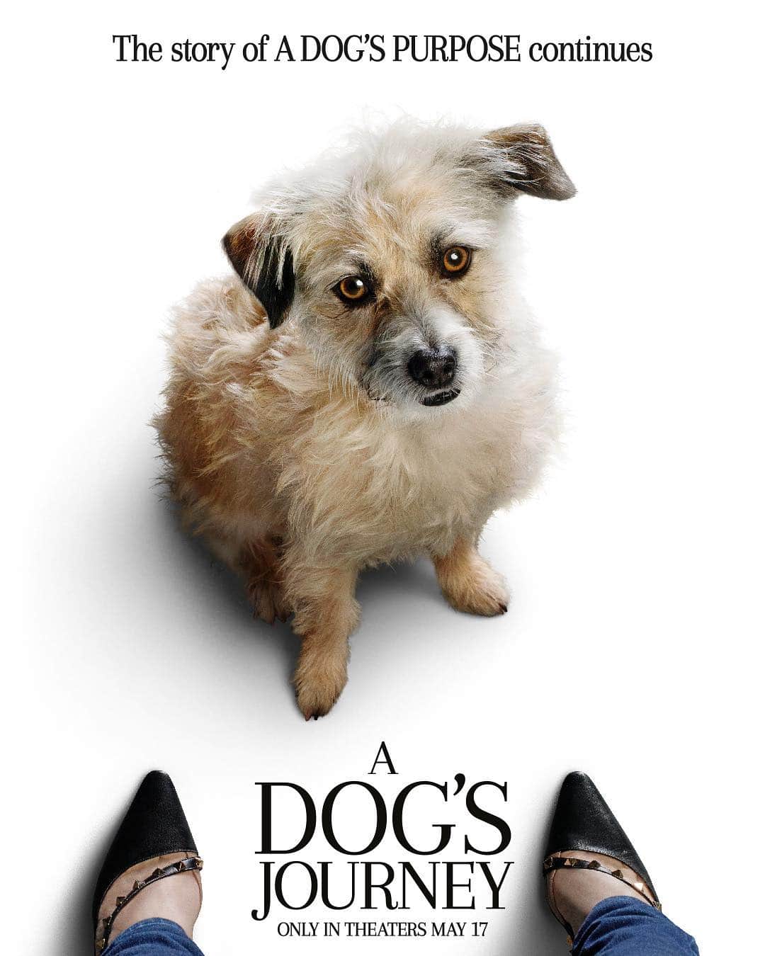 DogsOf Instagramさんのインスタグラム写真 - (DogsOf InstagramInstagram)「#ad: Create your own movie poster starring your furry best friend, visit MyDogsJourney.com to get started! @ADogsJourneyMovie is in theaters May 17. 🐶 🐶 🐶」4月11日 7時01分 - dogsofinstagram