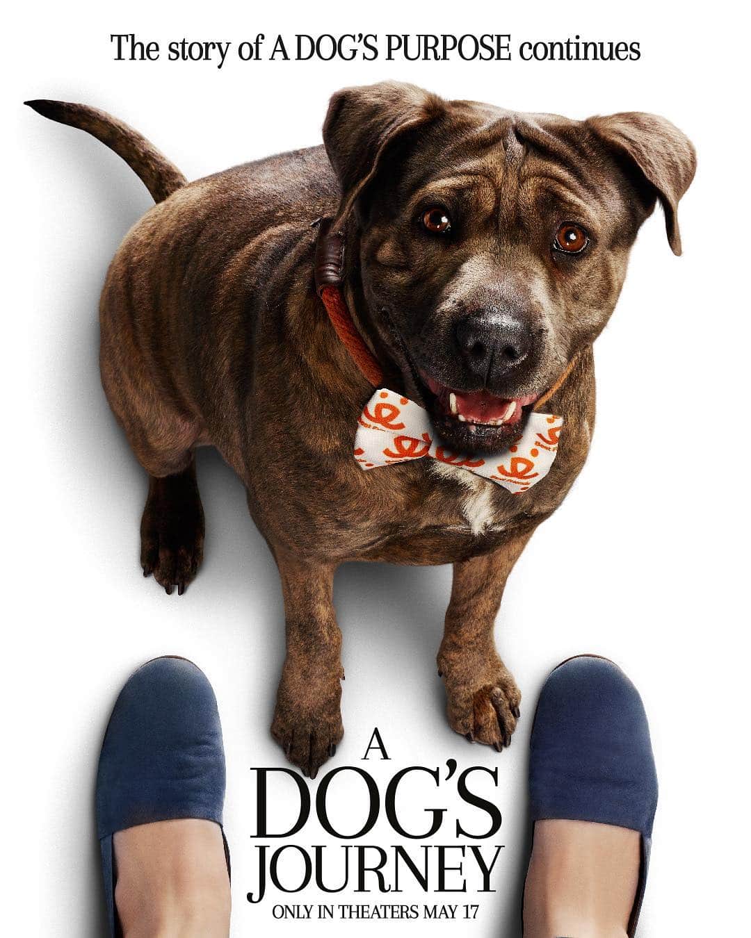 DogsOf Instagramさんのインスタグラム写真 - (DogsOf InstagramInstagram)「#ad: Create your own movie poster starring your furry best friend, visit MyDogsJourney.com to get started! @ADogsJourneyMovie is in theaters May 17. 🐶 🐶 🐶」4月11日 7時01分 - dogsofinstagram