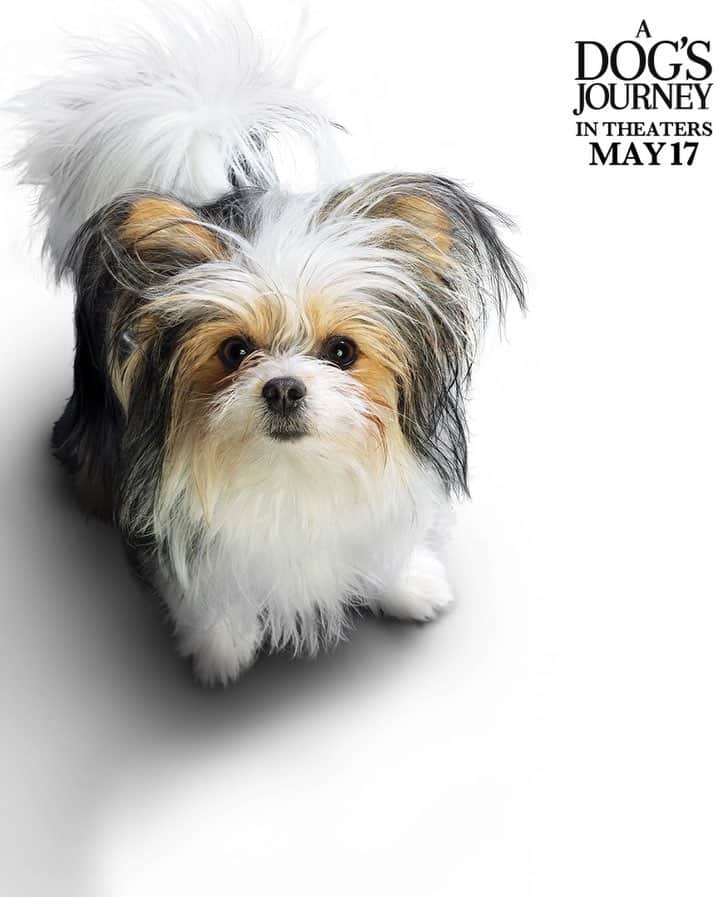 のインスタグラム：「#ad: Create your own movie poster starring your furry best friend, visit MyDogsJourney.com to get started! @ADogsJourneyMovie is in theaters May 17. 🐶 🐶 🐶」