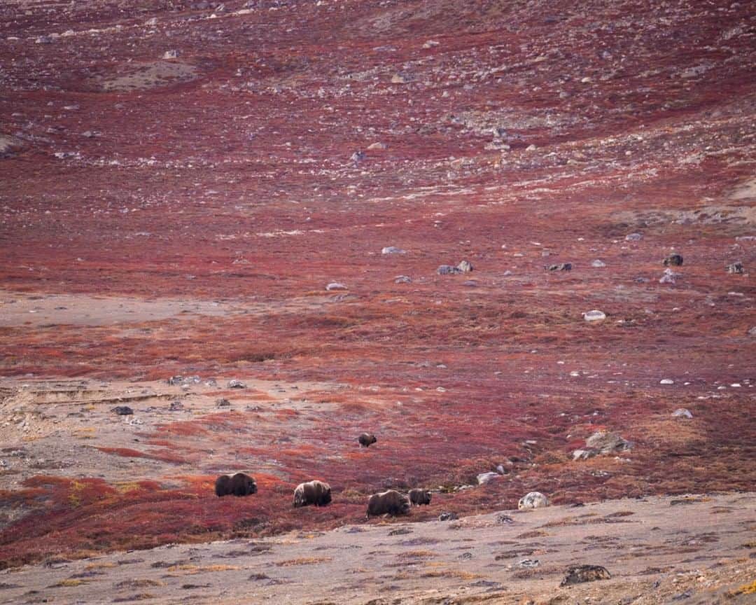 National Geographic Travelさんのインスタグラム写真 - (National Geographic TravelInstagram)「Photo by @acacia.johnson | Muskox graze in the autumn tundra in Scoresbysund, East Greenland. As winter approaches in September, this Arctic tundra turns to brilliant shades of red and yellow. Photographing muskox on shore takes immense patience - hours spent carefully stalking them over challenging terrain - but these genuine, wild encounters are well worth the effort. Follow me at @acacia.johnson for more stories from the Arctic and beyond. #arctic #muskox #eastgreenland」4月11日 7時03分 - natgeotravel