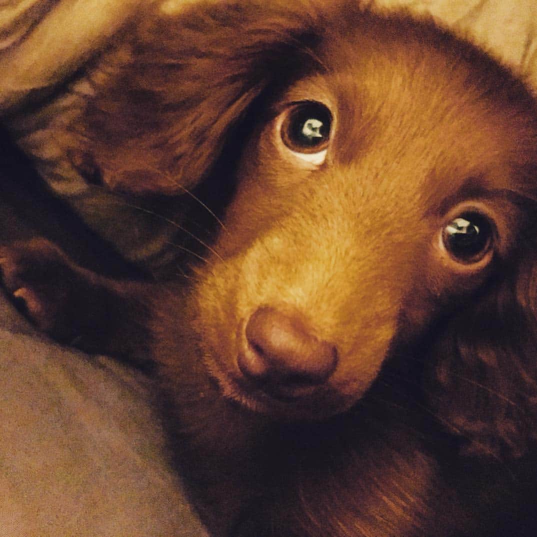 北見寛明のインスタグラム：「チャラ犬 #布団の中にこっそり侵入して #足先からゆっくり #上に向かって #ペロペロ舐めてくる #だいぶチャラい #将来が楽しみ #犬 #仔犬 #ミニチュアダックス #dog #dogs #dachshundgram #dachshund_love #dachshundpuppy #dogsofinstaworld #doglover #dogstagram #dogsofinstagram #dogs_of_instagram #doglovers #dogmodel #dachshund #dachshundpuppy」