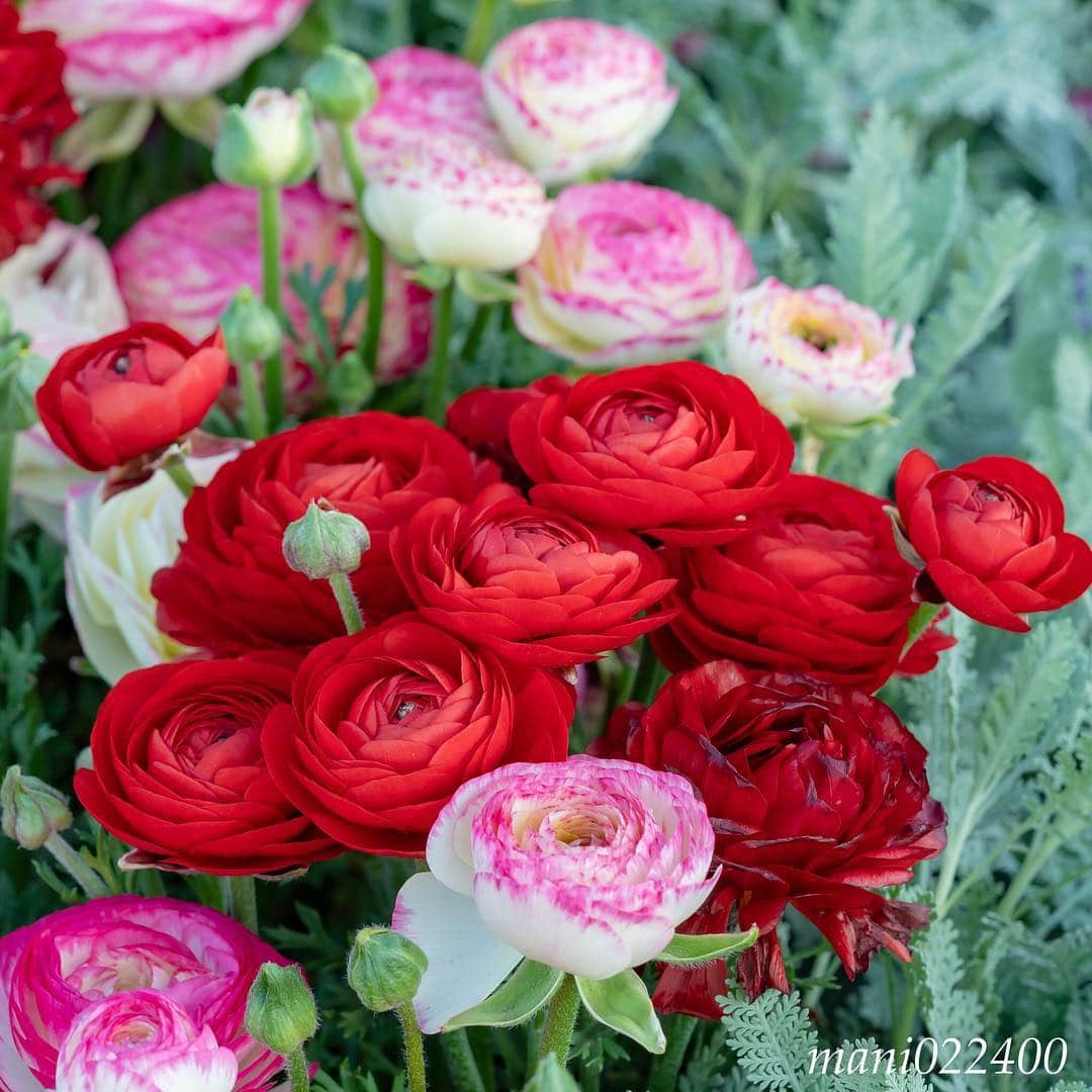 mani022400のグルメインスタ