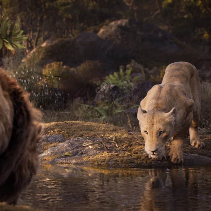 アメリカン・ブロードキャスティング・カンパニーのインスタグラム：「In 100 days, the king arrives. Watch the brand new trailer for #TheLionKing now.」