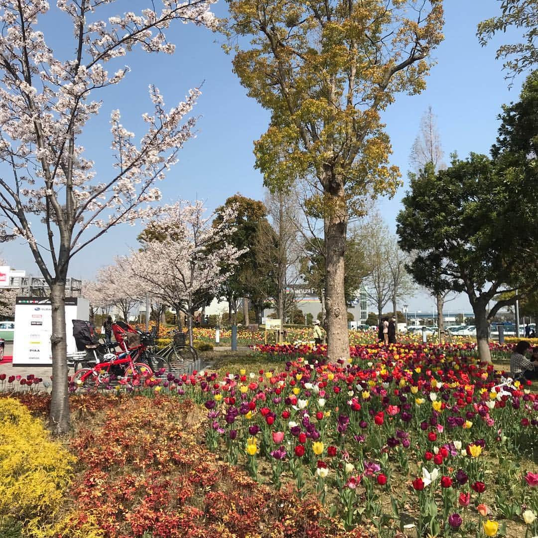 竹岡圭さんのインスタグラム写真 - (竹岡圭Instagram)「桜🌸とチューリップ🌷 春のご褒美💖」4月11日 7時17分 - kei_takeoka