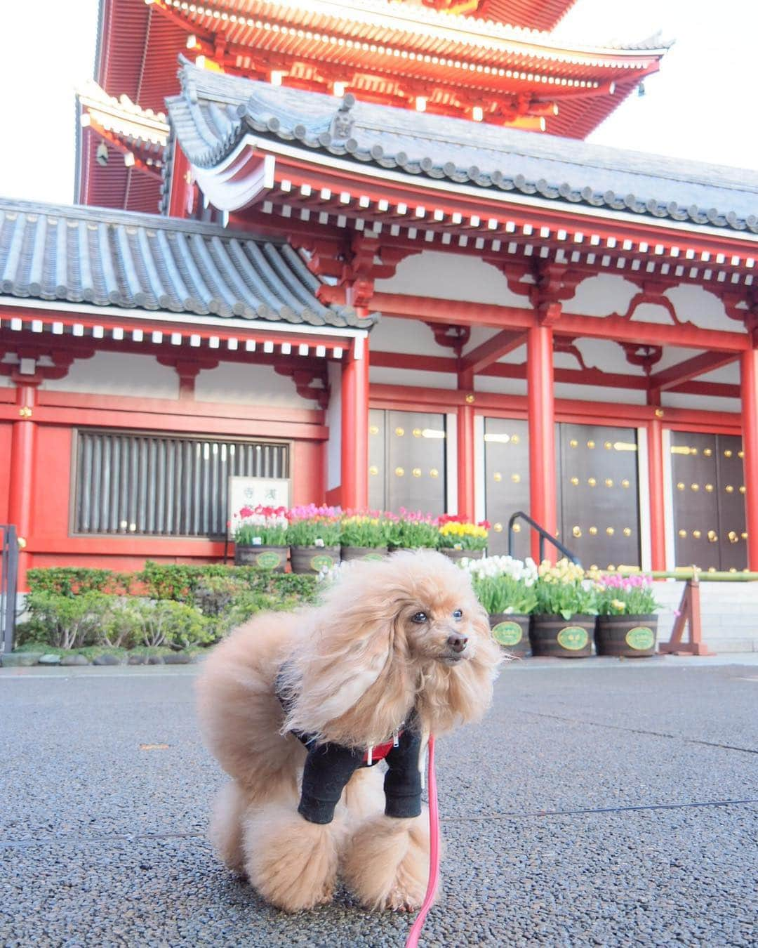 Toypoodle Mikuru?Asakusa Tokyoさんのインスタグラム写真 - (Toypoodle Mikuru?Asakusa TokyoInstagram)「20190411 Thursday. Good morning! Friends 😄 雨が止んでやっとお散歩ができました😆 でも、路面が濡れているので、みくるは半分くらい抱っこちゃんでした😅 アンヨ、チリチリになりたくないもんなぁ🥺 . ❶ 宝蔵門まえからおはよ ❷ サクラチル ❸ サクラチル動画 ❹ 今年も砺波のチューリップ ❺ みくるの法則。今朝は？ . 4月の編成でしんどかったお仕事とさようなら👋🏻 せっかく覚えたのに残念とも思うが、これで定時で帰れるようになるかなぁ🤤 とか、甘い夢を今だけ見させて😑 . #浅草寺 の桜は🌸おわりかな #チューリップ #東京」4月11日 7時27分 - purapura299