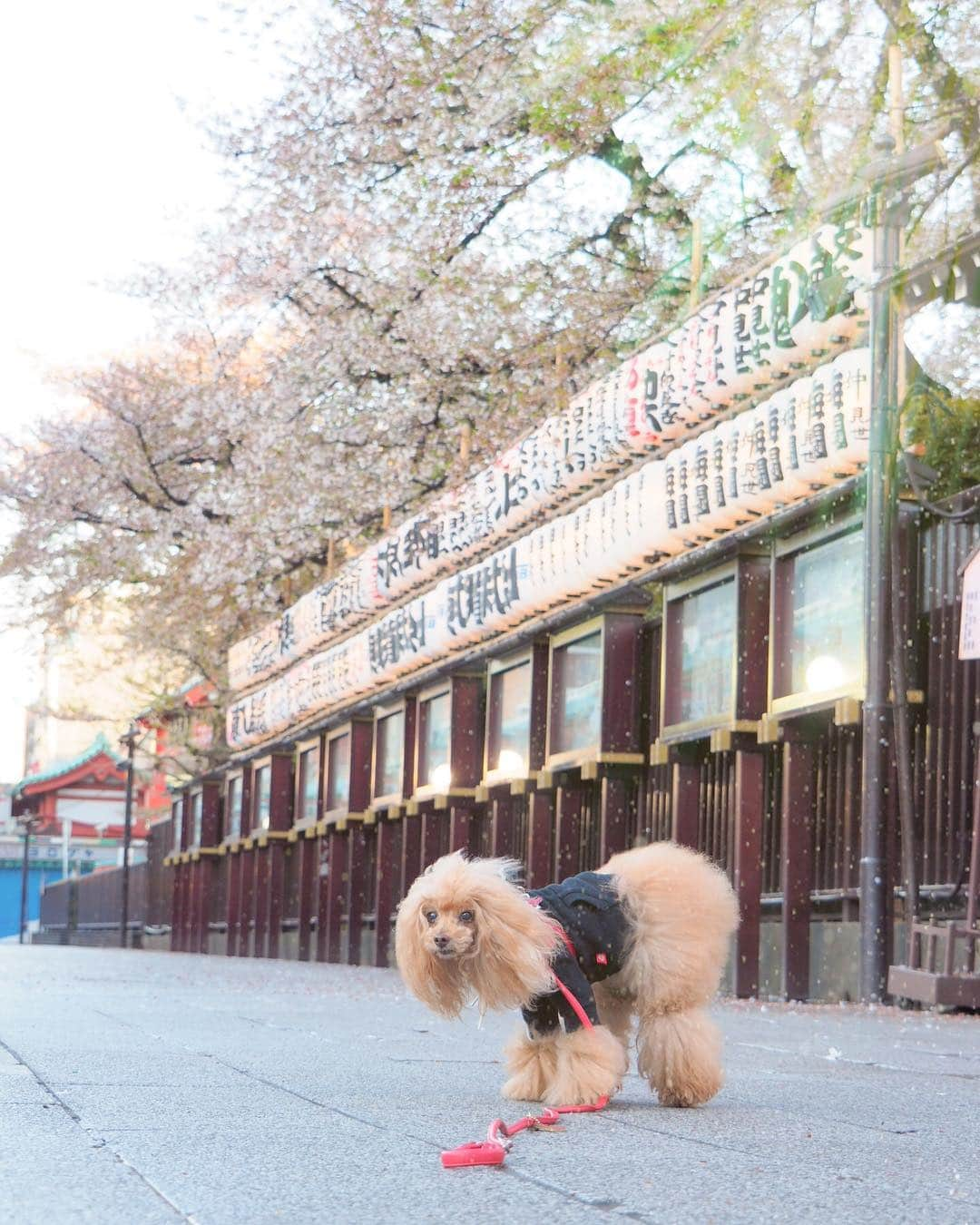 Toypoodle Mikuru?Asakusa Tokyoさんのインスタグラム写真 - (Toypoodle Mikuru?Asakusa TokyoInstagram)「20190411 Thursday. Good morning! Friends 😄 雨が止んでやっとお散歩ができました😆 でも、路面が濡れているので、みくるは半分くらい抱っこちゃんでした😅 アンヨ、チリチリになりたくないもんなぁ🥺 . ❶ 宝蔵門まえからおはよ ❷ サクラチル ❸ サクラチル動画 ❹ 今年も砺波のチューリップ ❺ みくるの法則。今朝は？ . 4月の編成でしんどかったお仕事とさようなら👋🏻 せっかく覚えたのに残念とも思うが、これで定時で帰れるようになるかなぁ🤤 とか、甘い夢を今だけ見させて😑 . #浅草寺 の桜は🌸おわりかな #チューリップ #東京」4月11日 7時27分 - purapura299